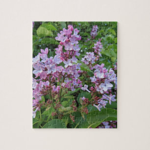 Zarte violette Blüten eines Fliederbuschs