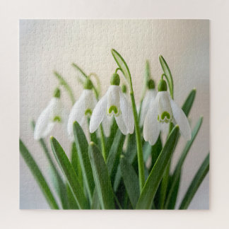 Zarte weiße Schneeglöckchen-Blumen Frühjahrsblüte