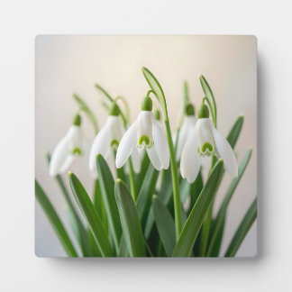 Zarte weiße Schneeglöckchen-Blüten Frühlingsblüte Fotoplatte