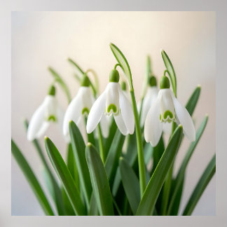 Zarte weiße Schneeglöckchen-Blüten Frühlingsblüte Poster