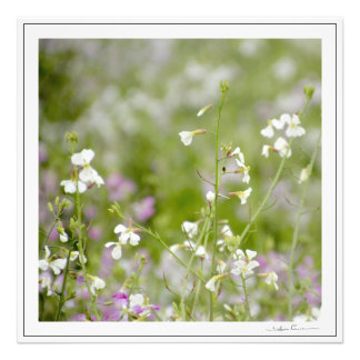 Zarte Wildblumen, weiß und rosa. von SidhartaP Fotodruck