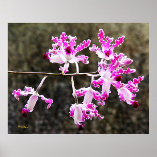 Zartes Orchid Blossoms Mauer Art 28x22 Poster