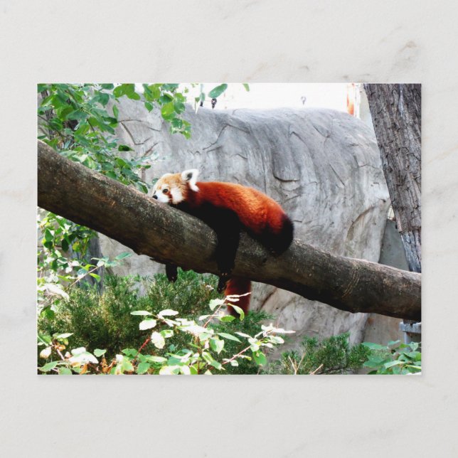 zauberhaftes rotes Pandatier lustig Postkarte (Vorderseite)