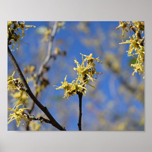 Zaubernuss in Blüte Poster (Vorne)