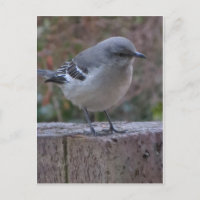 Zaubervogel