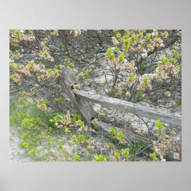 Zaun gegen Dunes IBSP Poster (Vorne)