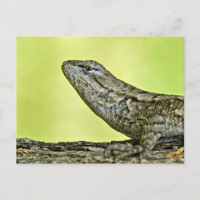 Zaun Lizard Postcard. Postkarte (Vorderseite)