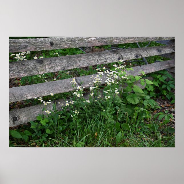 Zaun mit Wildblumen Poster (Vorne)