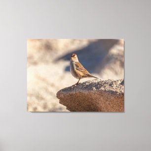 Zaunkönig auf dem Felsen Leinwanddruck
