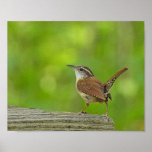 Zaunkönig-Vogelnaturfotografie Poster