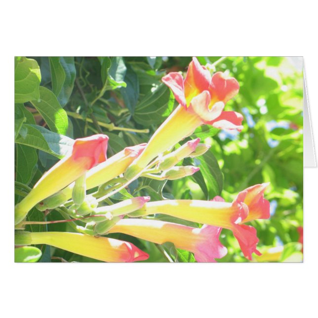 Zazzle 1 (Devant horizontal)