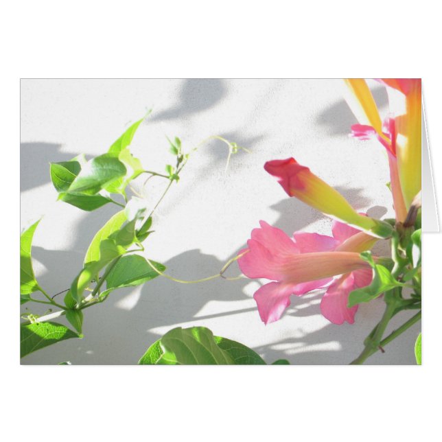 Zazzle II (Devant horizontal)