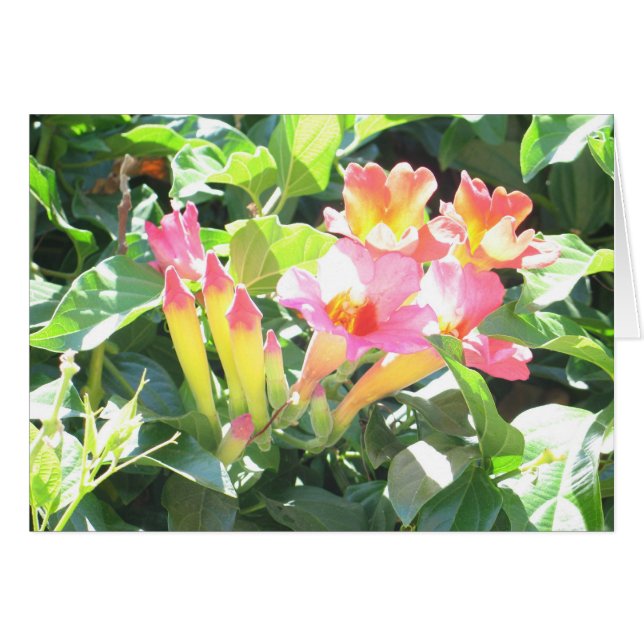 Zazzle III (Devant horizontal)