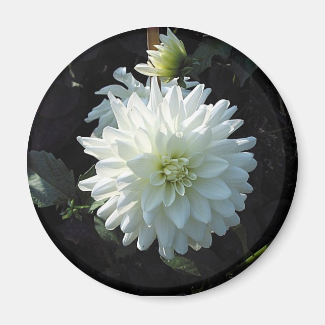 zazzle_white_Blume Magnet (Vorne)