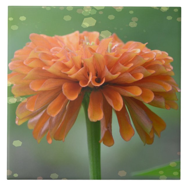 Zazzled Zinnia Tile Fliese (Vorderseite)