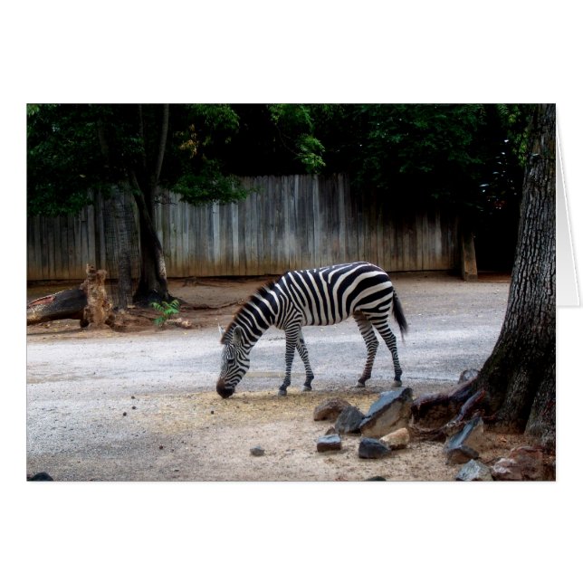 Zebra (Vorderseite (Horizontal))