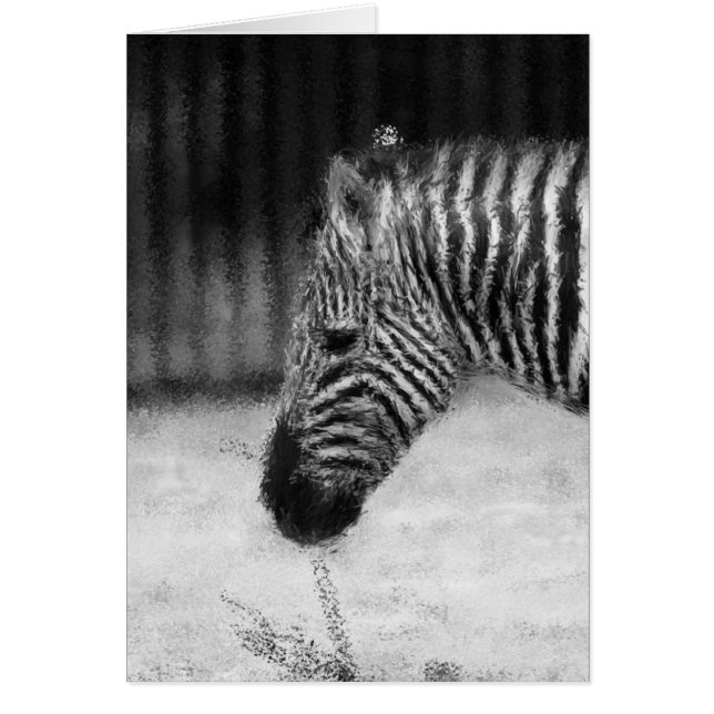 Zebra (Vorne)