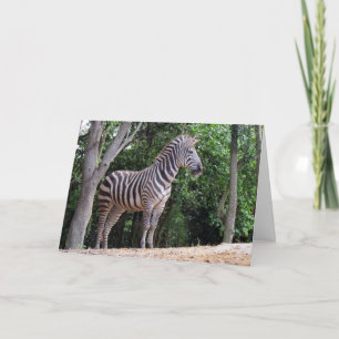 Zebra (1337) - Grußkarte Karte