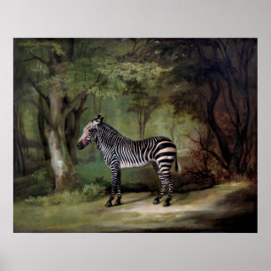 Zebra (1763) Gemälde Poster