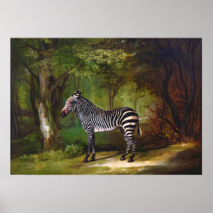 Zebra (1763) Gemälde von George Stubbs Poster
