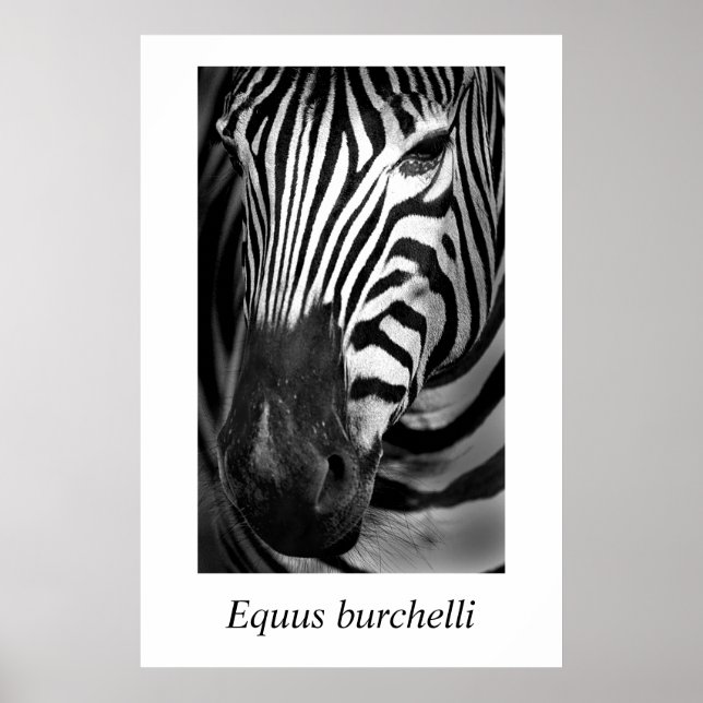 Zebra #1 Equus burchelli Poster (Vorne)