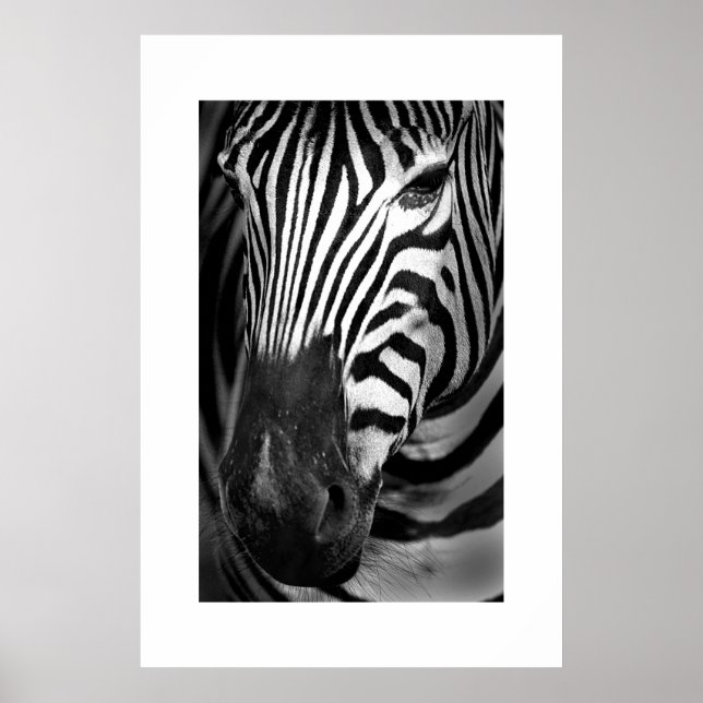 Zebra #1 poster (Vorne)