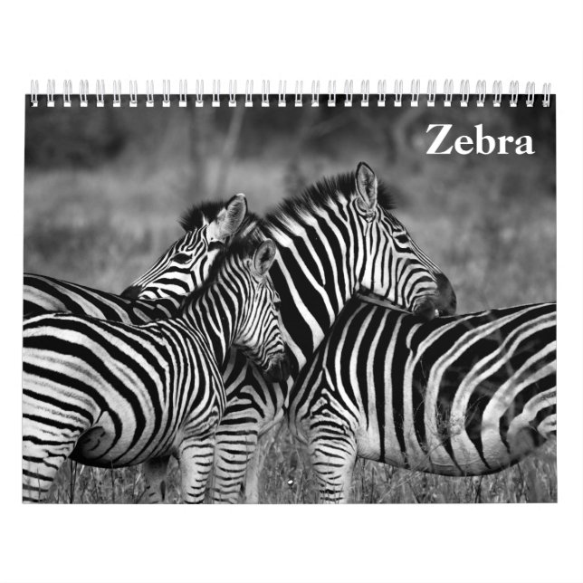 Zebra 2027 kalender (Titelbild)