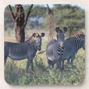 Zebra 2 getränkeuntersetzer