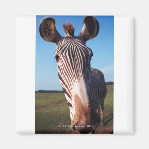 Zebra 2 magnet