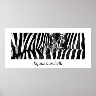 Zebra #2-Poster Poster