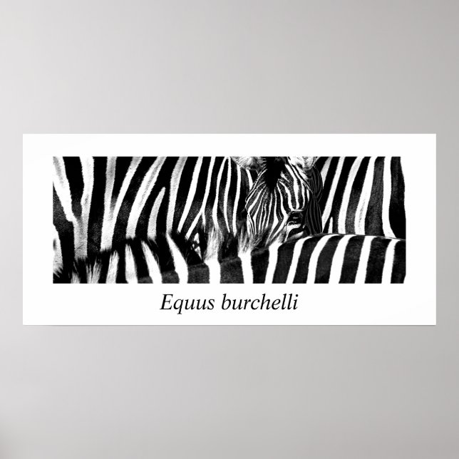 Zebra #2-Poster Poster (Vorne)