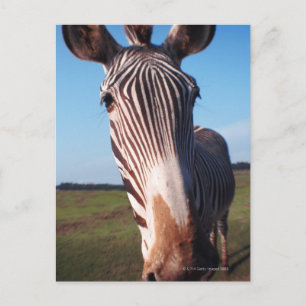 Zebra 2 postkarte