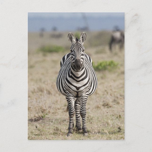 Zebra 2 postkarte (Vorderseite)