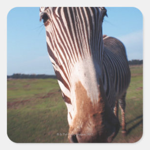 Zebra 2 quadratischer aufkleber