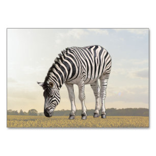 Zebra ABA Tact Labeling Flashcard   Picture Card Tischnummer