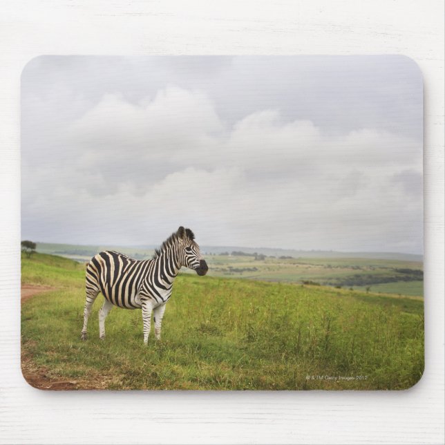 Zebra auf dem Land, Südafrika Mousepad (Vorne)