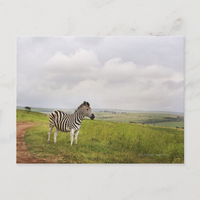 Zebra auf dem Land, Südafrika Postkarte (Vorderseite)