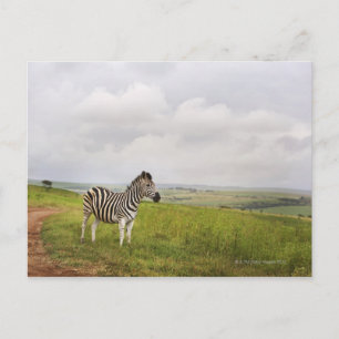 Zebra auf dem Land, Südafrika Postkarte