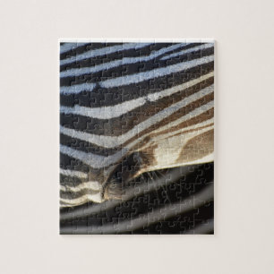Zebra-Augen-Rätsel