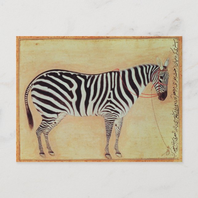 Zebra, aus dem "Minto Album", Mughal, 1621, Postkarte (Vorderseite)