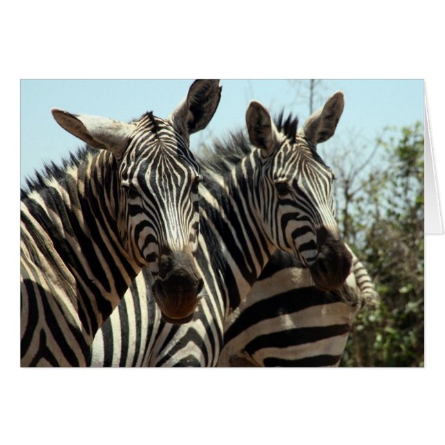 Zebra-Aussehen (Vorderseite (Horizontal))