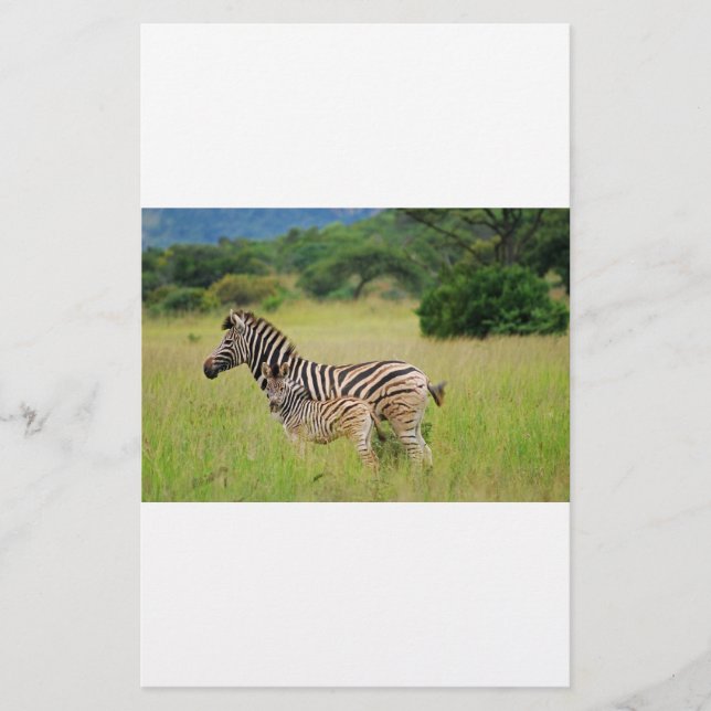 Zebra Baby and Mom (Vorderseite)
