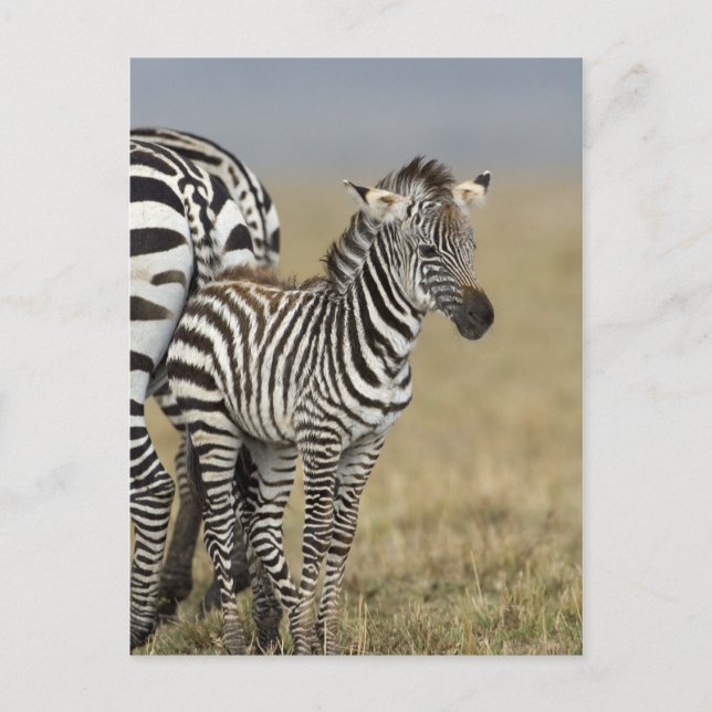 Zebra Baby Postkarte (Vorderseite)
