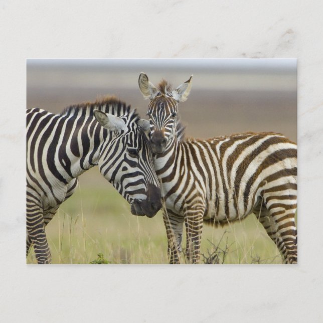 Zebra Baby Postkarte (Vorderseite)