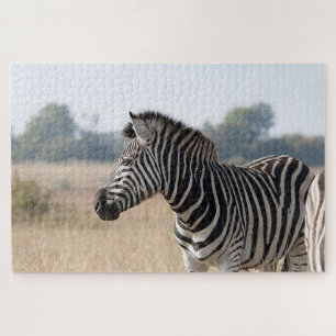 Zebra bei der Safari