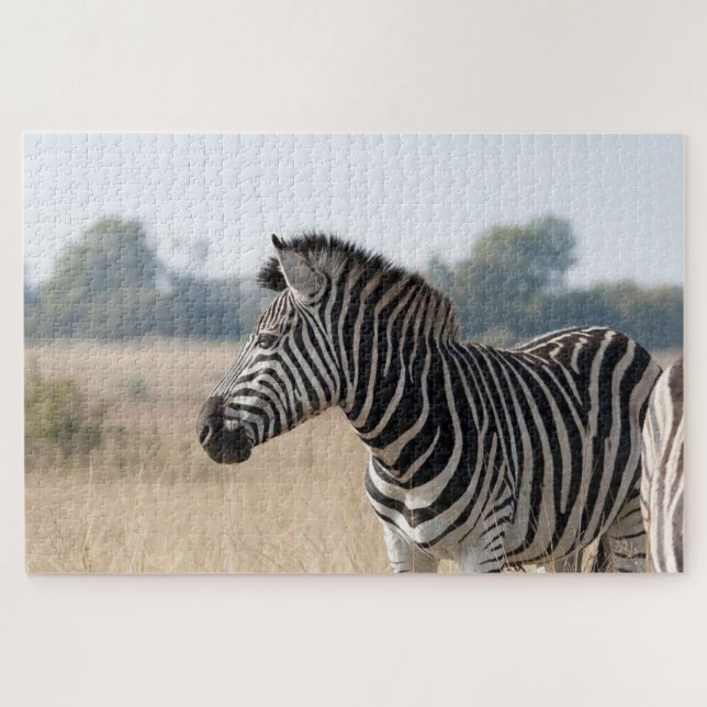 Zebra bei der Safari (Horizontal)