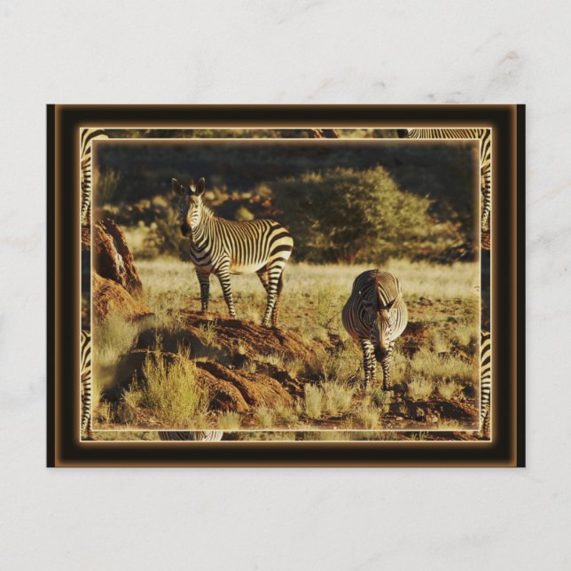 Zebra, Birchells Safari-Postkarten für Wildtiere Postkarte (Vorderseite)