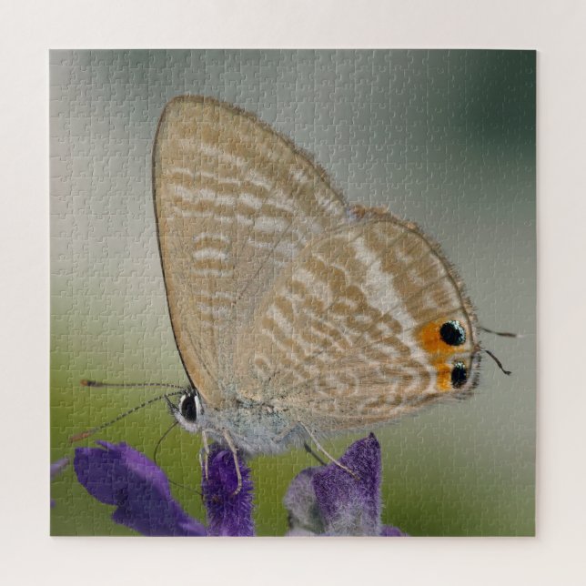 Zebra Blue Butterfly (Vertikal)