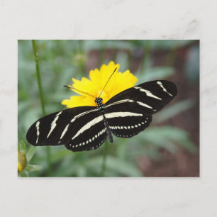 Zebra Butterfly Beauty II Postkarte
