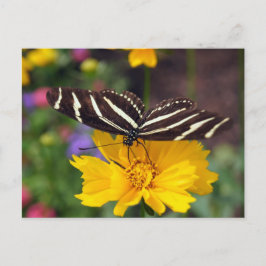 Zebra Butterfly Beauty Postkarte